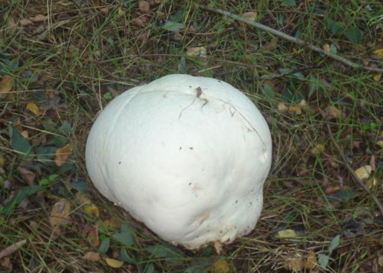 Kattints a teljes mret kp megtekintshez gomba_31.jpg