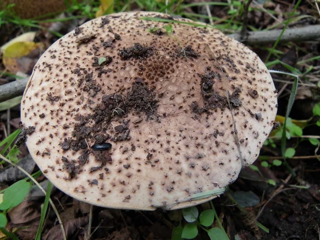 Gesztenye õzl&aacute;bgomba