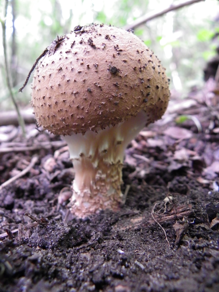 T&uuml;sk&eacute;s õzl&aacute;bgomba